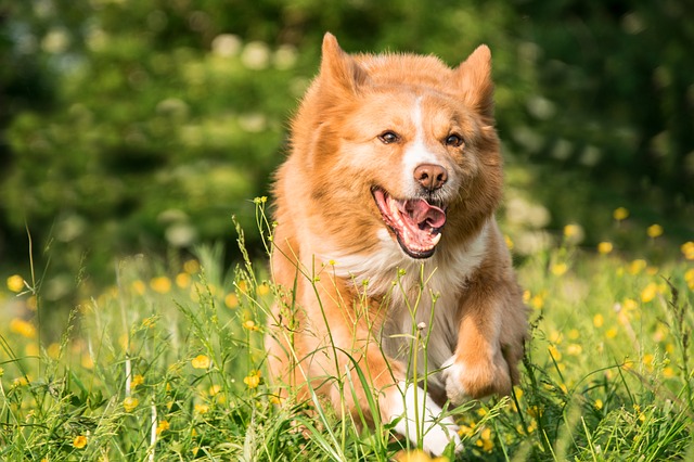 愛犬の散歩